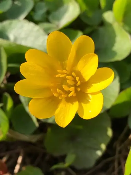 Glowerflower trollflower trollius yellow