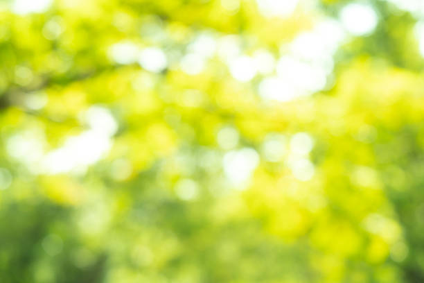 istock Blurred park with bokeh light background, nature at garden with green tree at summer. 1030868756