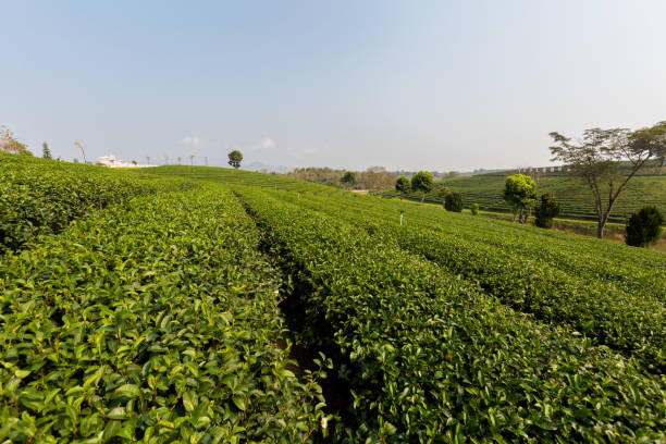 istock Chouifong green tea plantation Thailand 1030870802