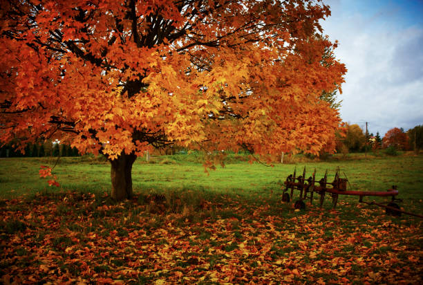 Autumn tree next to an old farming tool stock photo