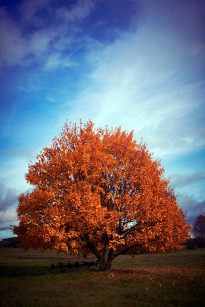 Autumn Maple Tree stock photo