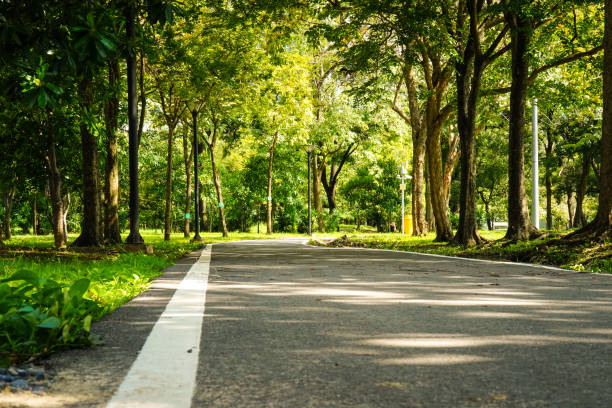 istock park with bokeh light background, nature at garden with green tree at summer. 1030871586