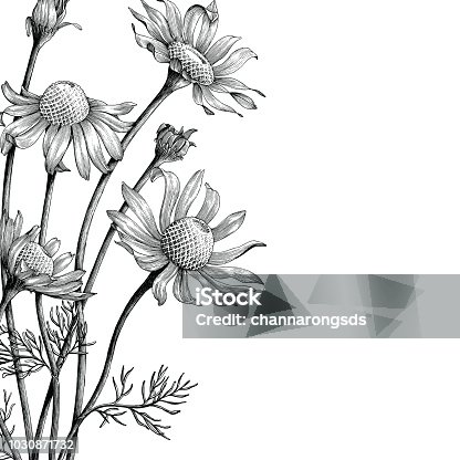 istock Chamomile flowers hand draw vintage book cover 1030871732