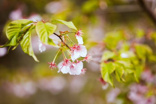 Sakura flowers close-up photo.