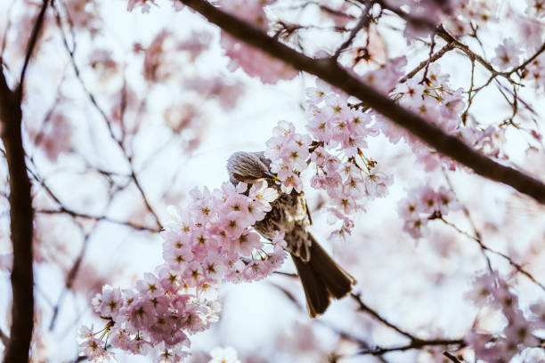 Sakura flowers and wild birds.