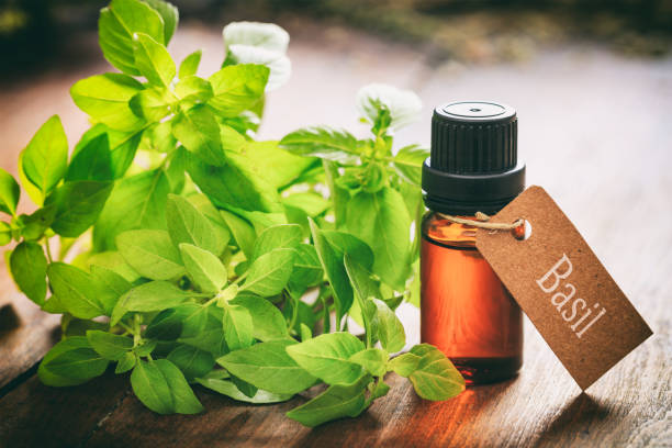 istock Fresh basil and oil on wooden background 1030882362