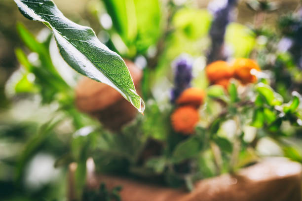Variety of herbs and a leaf with a raindrop
