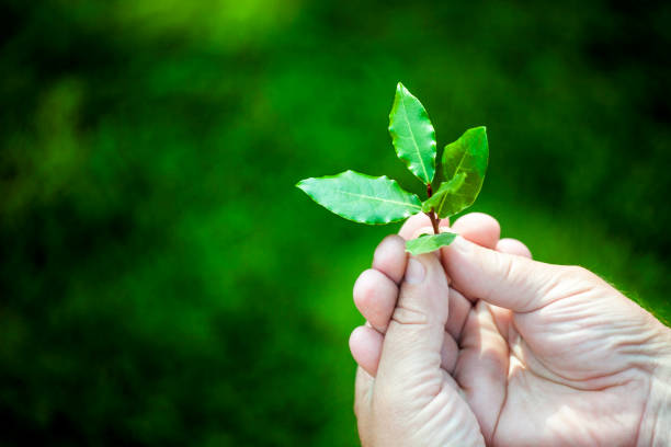 istock Bay fresh leaf hands summer garden 1030882596