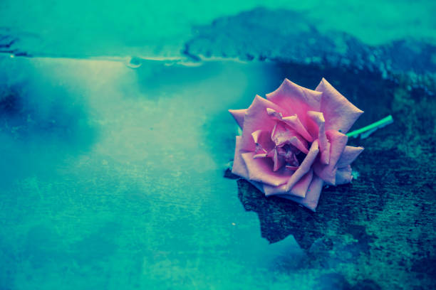 Beautiful fresh rose with drops on the petals and reflection in the water, it can be used as background