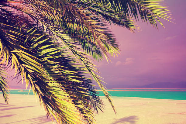 istock Dead Sea shore. Palm trees on the beach. Ein Bokek, Israel 1030887562