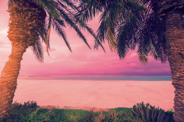 istock Dead Sea shore. Palm trees on the beach. Ein Bokek, Israel 1030887578