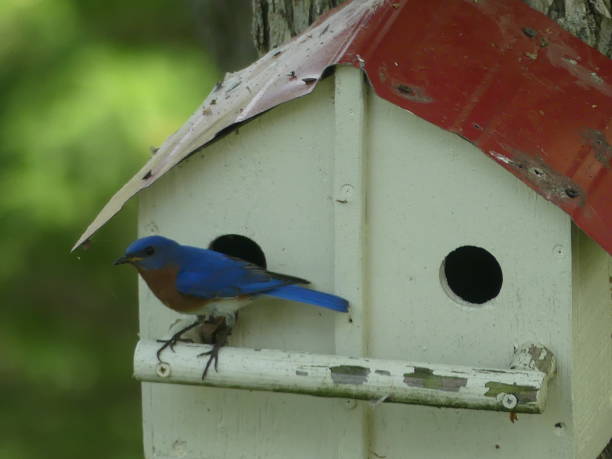istock Eastern Bluebird on birdhouse by tree 1030887868