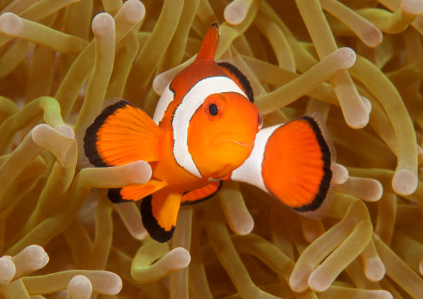 istock Nemo, the ocellaris clownfish among anemone tentacles 1030888942