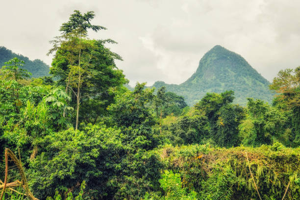 biosphäre-reserve, principe, sao tome und principe, atlantik, afrika - sao tome and principe stock-fotos und bilder