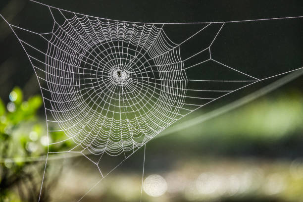 Spider web in sunny forest stock photo