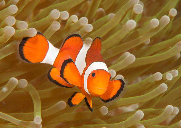 istock Nemo, the ocellaris clownfish among anemone tentacles 1030889110