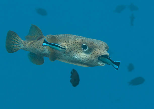 istock Porcupine pufferfish being cleaned by two cleaner fish 1030889276