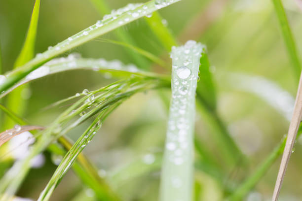istock grass close up with drops of water 1030891114
