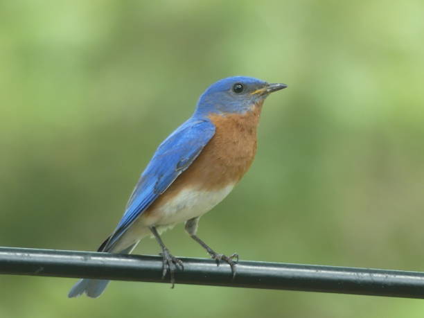 istock Male Eastern Bluebird perching on metal bar 1030892072