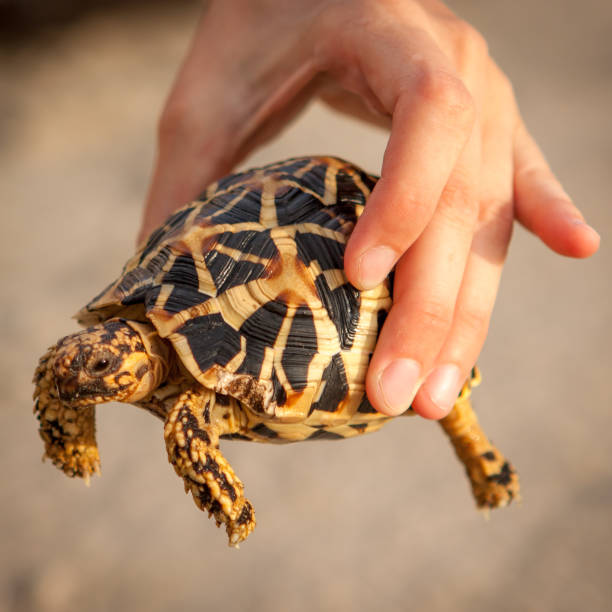 istock Small golden turtle holding in hand. 1030892448