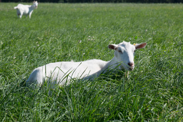 istock White goat lies on green grass 1030892526