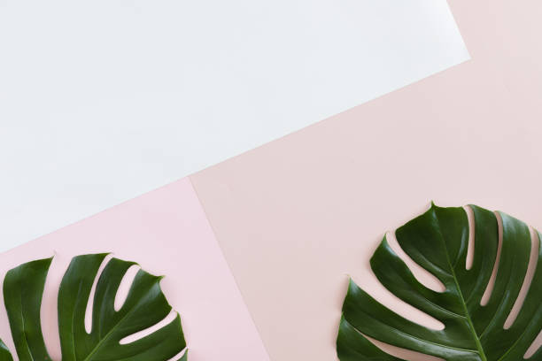 istock Tropical leaves Monstera on white and pink pastel background with copy space. Flat lay, top view 1030896414
