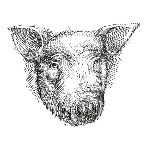 Vector illustration of Vector sketch head of pig or boar in black isolated on white background. Front view of wild animal in sketch style.