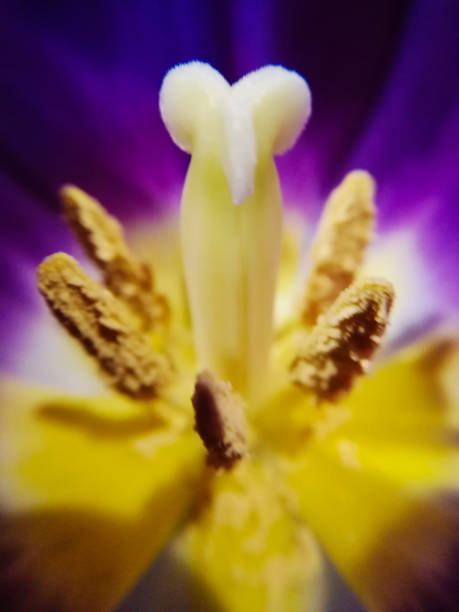 istock Flower stamen with pollen 1030896630