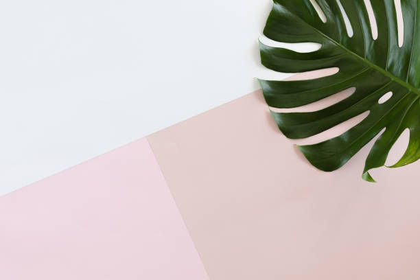 tropische laat monstera op witte en roze pastel achtergrond met kopie ruimte. plat lag, top uitzicht - tropisch-motief-fotos stockfoto's en -beelden