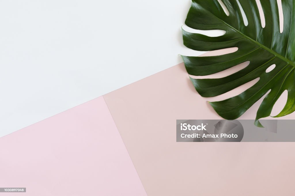 Tropical leaves Monstera on white and pink pastel background with copy space. Flat lay, top view Backgrounds Stock Photo