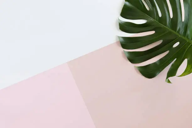 Photo of Tropical leaves Monstera on white and pink pastel background with copy space. Flat lay, top view