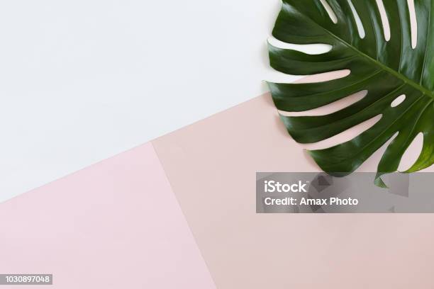 Foto de Tropical Deixa Monstera Em Plano De Fundo Branco E Rosa Pastel Com Espaço De Cópia Vista Plana Leiga Topo e mais fotos de stock de Plano de Fundo