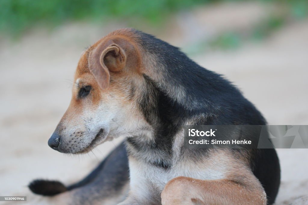 side view of a dog at the beach Relaxed dog from the side with different colored fur lying on the beach Animal Body Part Stock Photo