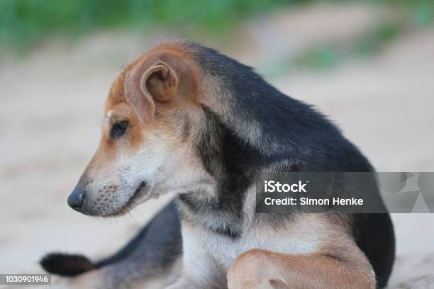 Side View Of A Dog At The Beach Stock Photo - Download Image Now - Animal Body Part, Animal Skin, Beach