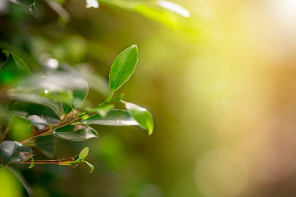 istock Close up nature view of green leaf 1030902032