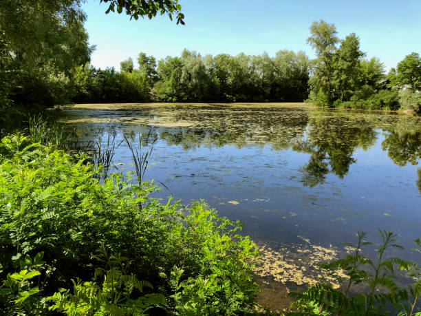 beautifu spokojne jezioro, zielona trawa i zielone drzewa w wiosce - peacefull zdjęcia i obrazy z banku zdjęć
