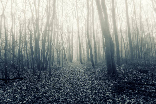 istock dreamy forest on misty morning 1030903186