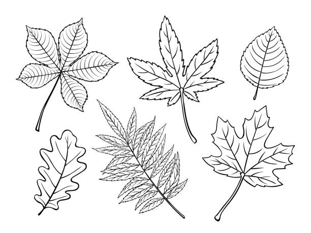 stockillustraties, clipart, cartoons en iconen met hand getrokken herfstbladeren - staghorn sumac