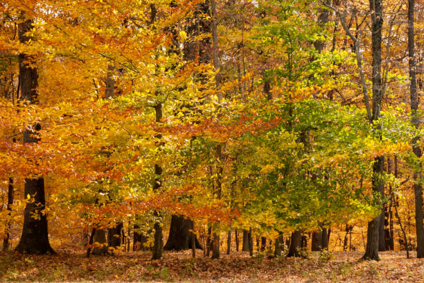 Free Stock Photo of Colorful autumn foliage covering forest ground in ...