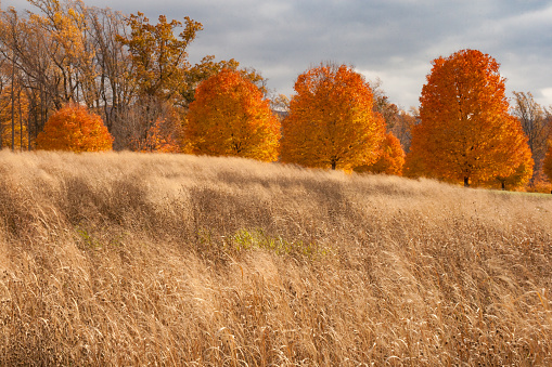 Wheat colored grasses front a row of vibrant orange trees.