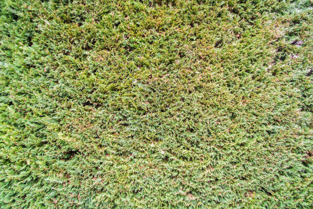 istock Huge coniferous hedge as a natural background 1030925056