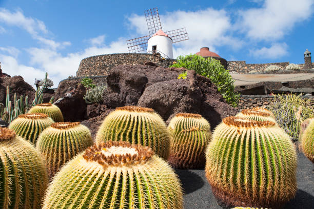 cactus en lanzarote - isla de lanzarote fotografías e imágenes de stock