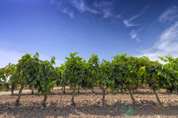 viñedos en la región de la rioja en españa - sonsierra fotografías e imágenes de stock