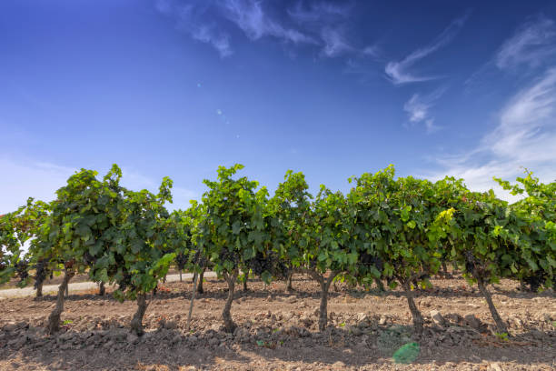 スペインのラ ・ リオハ州の地方のブドウ畑 - sonsierra ストックフォトと画像