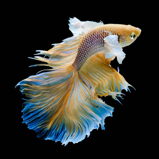 istock Close-Up Of Fish Swimming Against Black Background 1030929794