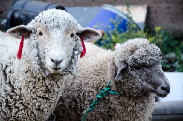 istock Face of a sheep on a farm 1030929842