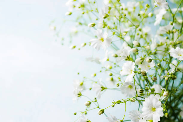 istock Bouquet of gypsophila 1030930398