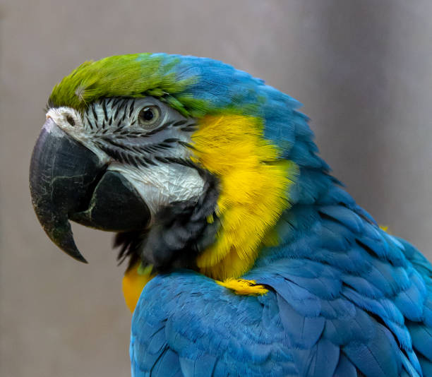 istock Macaw parrot close-up blue-yellow ararauna 1030930894