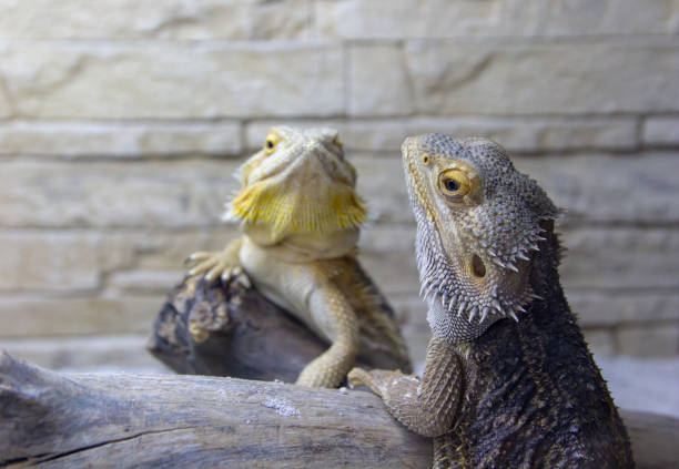 istock Beautiful iguanas in the terrarium 1030930898
