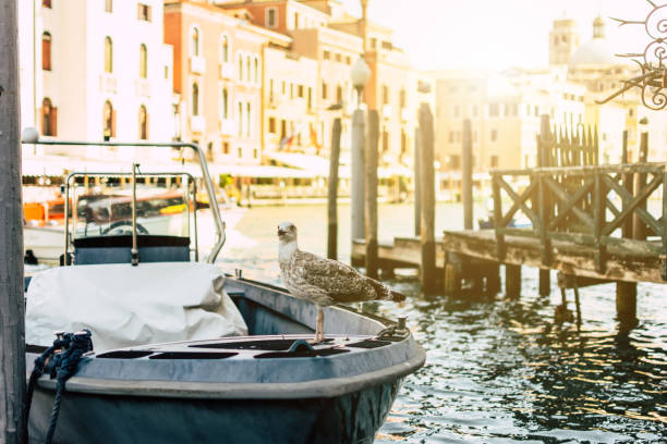 View of traditional boats moored along the waterfront in Murano, Venice, Italy. Historic buildings and calm canal waters define this quiet island scene, representing local life, travel, and the architectural character of the Venetian lagoon.